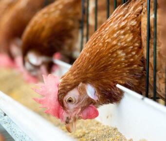 Sodium Butyrate + Essential Oil