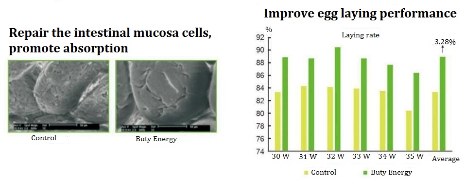 Sodium Butyrate + Essential Oil