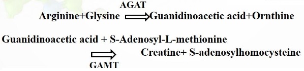 Guanidinoacetic acid (GAA)