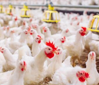 Halofuginone Hydrobromide 0.6%