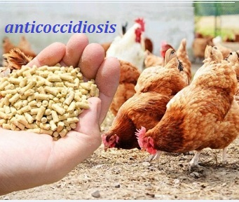 Nicarbazin + Maduramicin combined premix