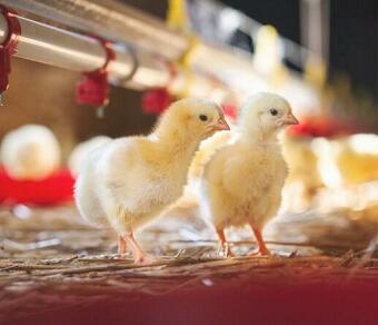 Avilamycin 10% premix