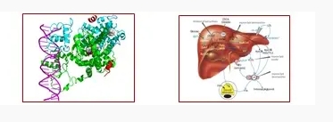 Importance of Feed Additive “Bile Acid” in Shrimp Nutrition 
