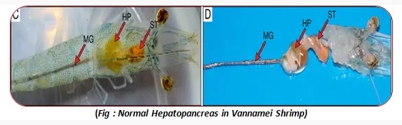 Importance of Feed Additive “Bile Acid” in Shrimp Nutrition 