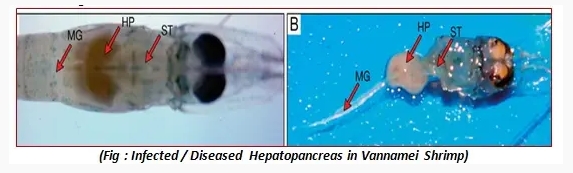 Importance of Feed Additive “Bile Acid” in Shrimp Nutrition 