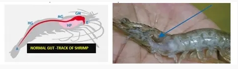 Importance of Feed Additive “Bile Acid” in Shrimp Nutrition 