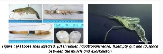 Importance of Feed Additive “Bile Acid” in Shrimp Nutrition 