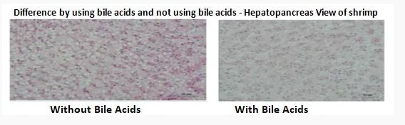 Importance of Feed Additive “Bile Acid” in Shrimp Nutrition 
