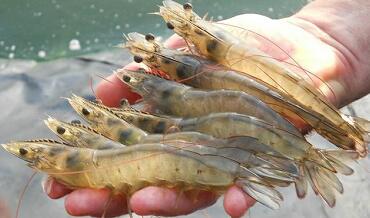 Importance of Feed Additive “Bile Acid” in Shrimp Nutrition 