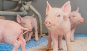 Ammonium chloride allowed as feed additive for sows