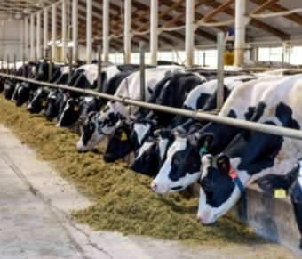 Flavophospholipol 8%