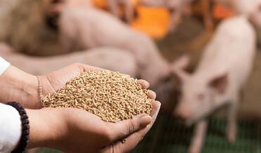 Efficacy of avilamycin for the prevention of necrotic enteritis