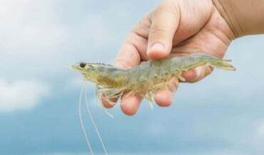 Effect of Polymethylolcarbamide (Urea Formaldehyde Condensation Polymer) on Growth in Shrimp