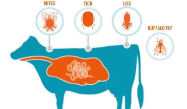 Efficacy of amitraz 12.5% for the control of Boophilus microplus on cattle