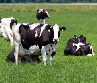 Chlortetracycline Feed Grade