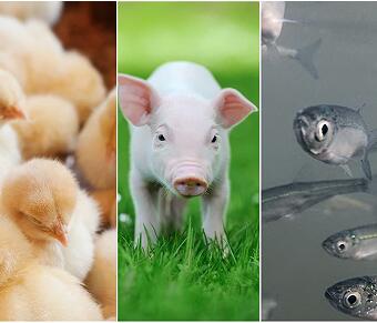 Nosiheptide 1% premix