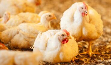 How to safely avoid heat stress casualties to layers in Summer