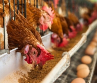 Cysteamine Hcl 30% Coated