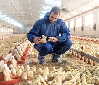 Clopidol + Ethopabate combined coccidiosis premix