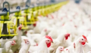 Effect of Nosiheptide on Body Weight Gain and Feed Efficiency in Broiler Chickens