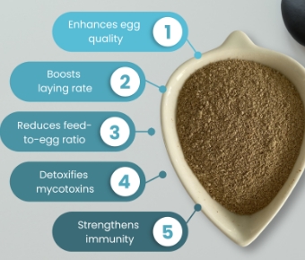 Compound feed for laying hens
