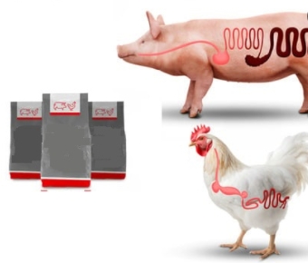 Lincomycin Hydrochloride 11%