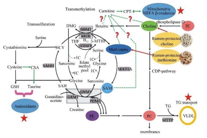 Rumen Protected DL-Methionine 70%