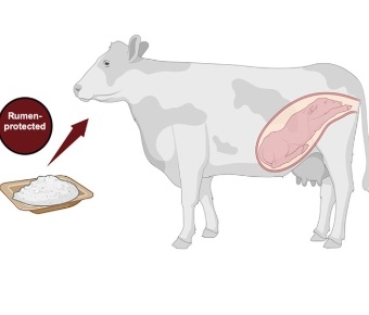 Rumen Protected DL-Methionine 70%