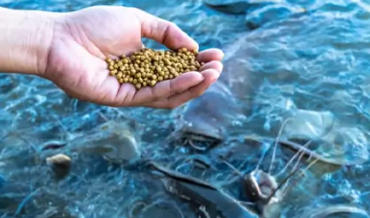 Polymethylolcarbamide (PMC) as a Advanced Pellet Binder for Aquaculture Feed