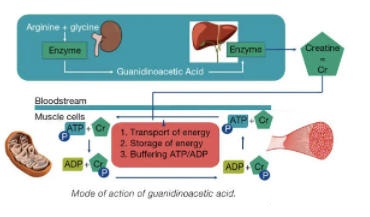 What is Guanidinoacetic Acid?