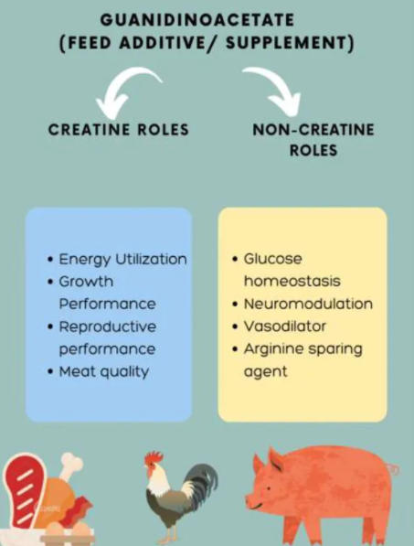 What is Guanidinoacetic Acid?
